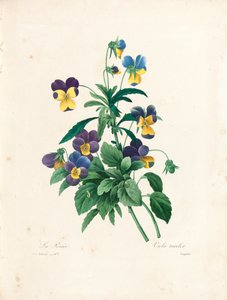 Pansy, vyrytý Langloisem, z 